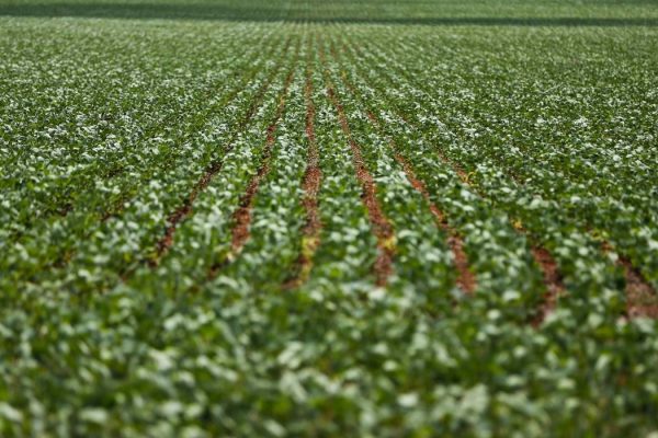 Fazenda-comprada-por-R-155-milhoes-no-Matopiba-vira-fundo-imobiliario