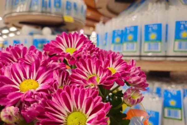 Flores-e-velas-para-o-Dia-de-Finados-em-ponto-de-venda-em-Campo-Grande-Foto-Kleber-Clajus-730x480-1