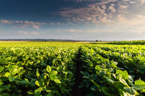 Sunny plantation with growing soya