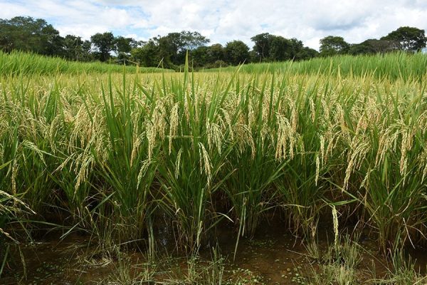 PlantaResistenciaCigarrinhaArroz_Sebastiao_Araujo_Lavoura-de-BRS-A705