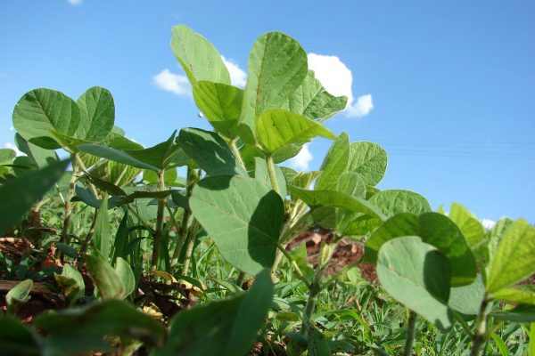 Plantio-Soja-Mato-Grosso