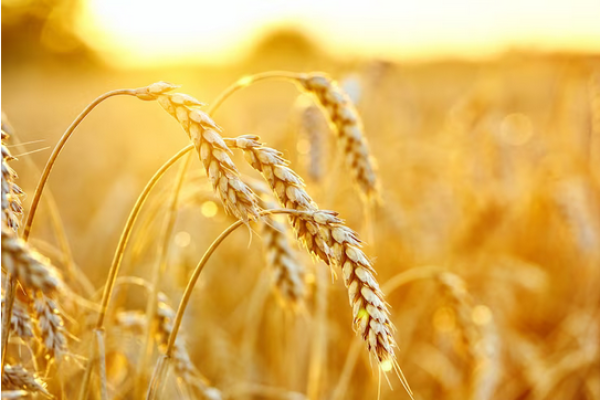 Screenshot-2023-08-01-at-16-05-01-Campo-de-trigo.-espigas-de-trigo-dourado.-bela-paisagem-por-do-sol.-Foto-Premium