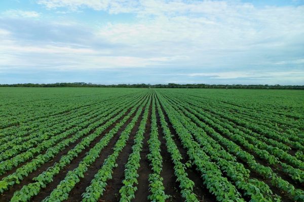 Ws667f7u-soybean-field-1610754_960_720
