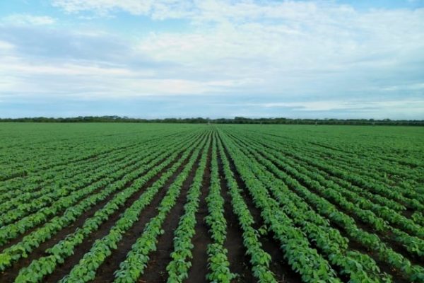 YmkLZe6t-soybean-field-1610754_960_720_640x480_acf_cropped-1