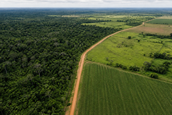 agropecuaria-ocupava-65-2-milhoes-de-hectares-da-amazonia-em-2025