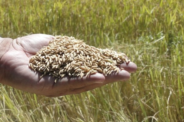 arroz-foto-erasmo-pereira