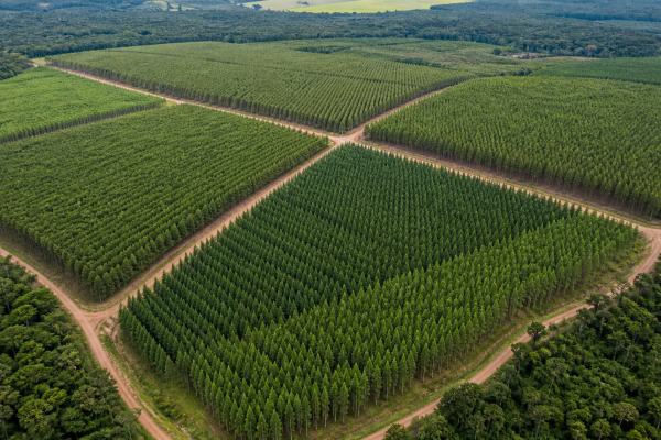 cna-defende-criterios-tecnicos-para-regulacao-de-pinus-e-eucalipto-em-evento-no-