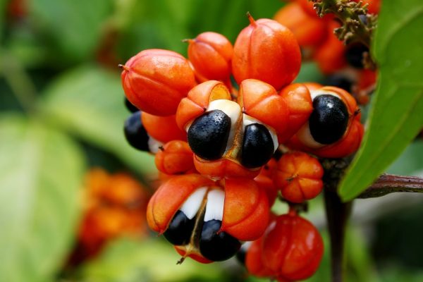 guarana