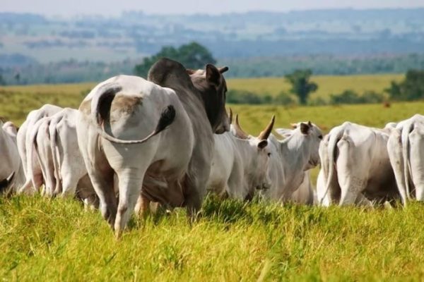 manejo-da-sanidade-reproducao-touros-vacas-estacao-de-monta