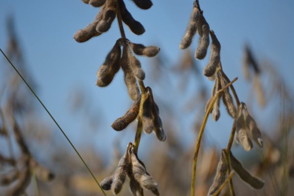shqGQdJc-soybean-778177_1920