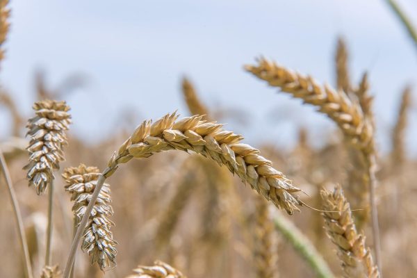 soft-wheat-8158264_1280
