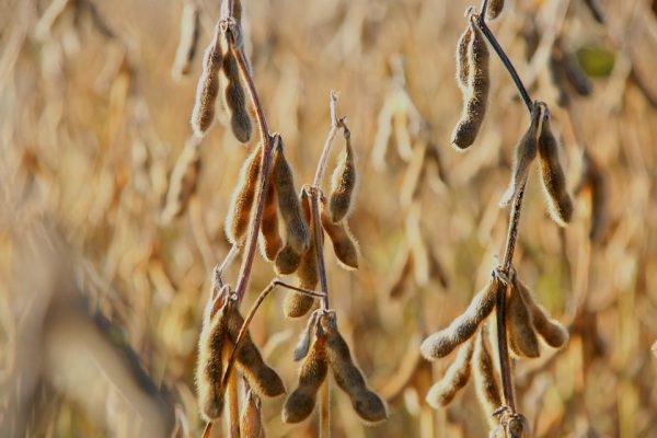 soya-bean-4553954_960_720-1