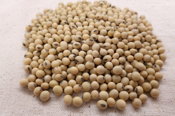 soybean-3754425_1920-1