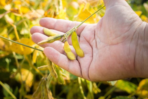 soybean-pods-on-soybean-plantation-on-farmer-open-2022-11-15-10-48-17-utc