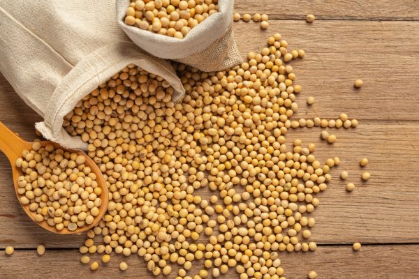 Soybean seeds on wooden floor and hemp sacks Food nutrition conc