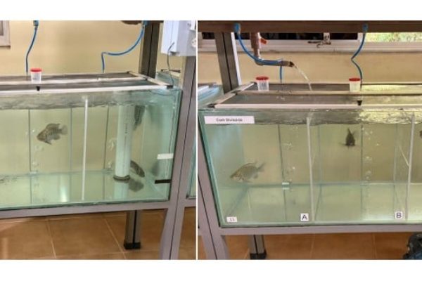 tilapias-em-aquario