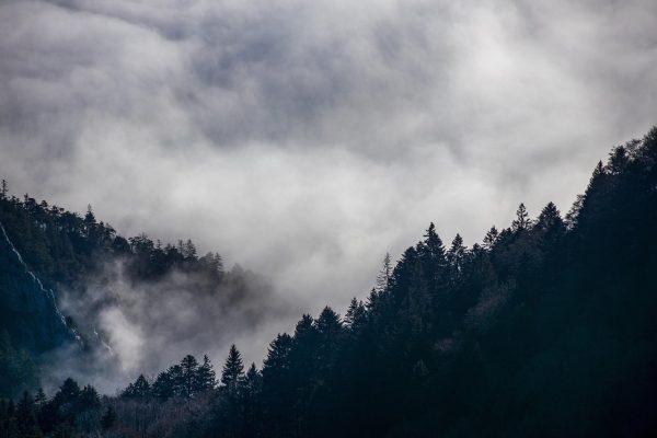trees-5790367_1280