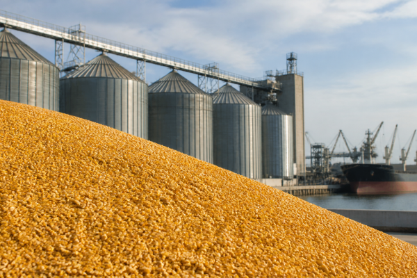 vendas-semanais-de-milho-dos-eua-somam-1-05-milhao-de-toneladas-informa-usda